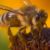 http://iv-brilon.de